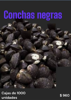 CONCHAS NEGRAS