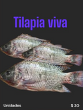 TILAPIA VIVA