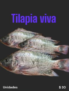 TILAPIA VIVA