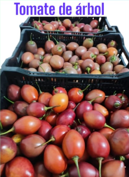 TOMATE DE ARBOL