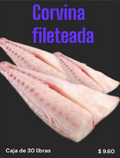 CORVINA FILETEADA